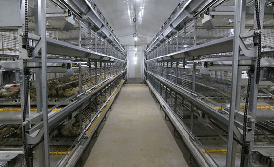 ISO Broiler Chicken Cage System Custom Poultry Broiler Cage Voor pluimveehouderij