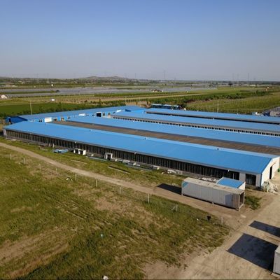 Gegalvaniseerde plaat Veehouderij Huis Stalen structuur Veredelaar Kippenhuizen