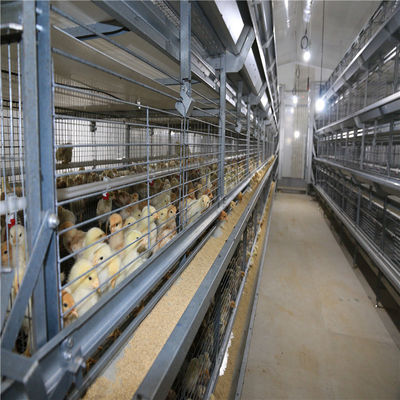 H Frame Cage Design Automatic Broiler Feeding System voor geavanceerde boerderijen