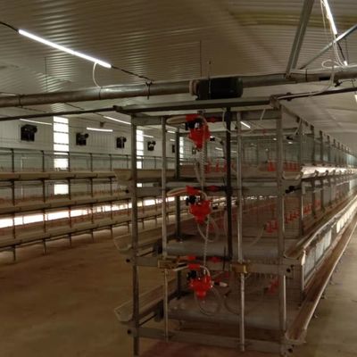 Automatisch voedingssysteem voor broilers De ideale oplossing voor pluimveehouderijen