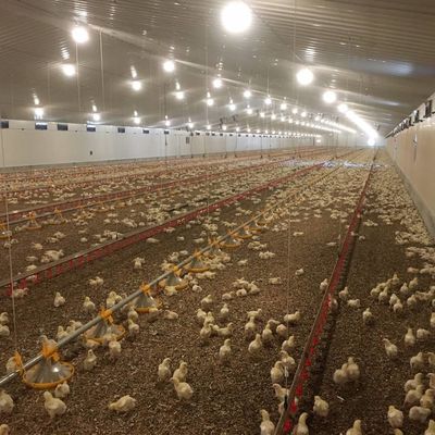 Langdurig vlees- kipvloersysteem met corrosiebestendigheid / kunststofmateriaal