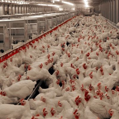 Langdurig vlees- kipvloersysteem met corrosiebestendigheid / kunststofmateriaal