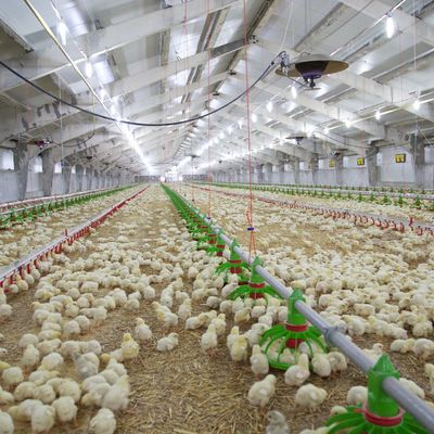 Goedkoop bouwwerk staalconstructie gebouw pluimveehouderij kippenhuis