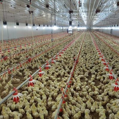 Goedkoop bouwwerk staalconstructie gebouw pluimveehouderij kippenhuis