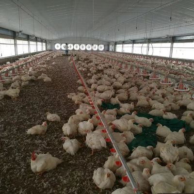 Goedkoop bouwwerk staalconstructie gebouw pluimveehouderij kippenhuis