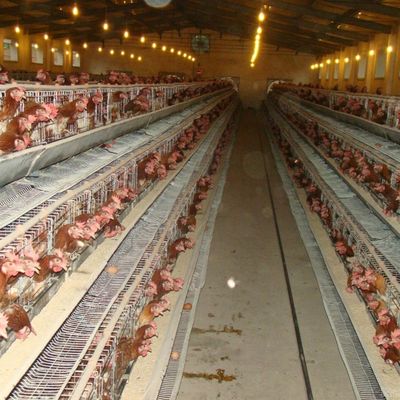 Een type gegalvaniseerde stalen kippenkooi met automatisch drink- / mestverwijderingssysteem
