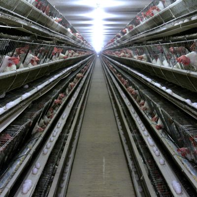 3 lagen warm gedompelde gegalvaniseerde kippenkooi met automatische voeding