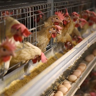 3 lagen warm gedompelde gegalvaniseerde kippenkooi met automatische voeding