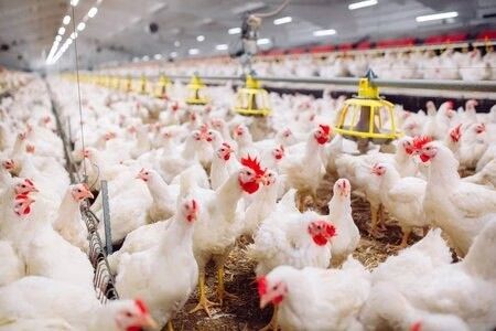 Professionele ontwerpequipement van de kippenboerderij Huis geprefabriceerde staalgebouwen