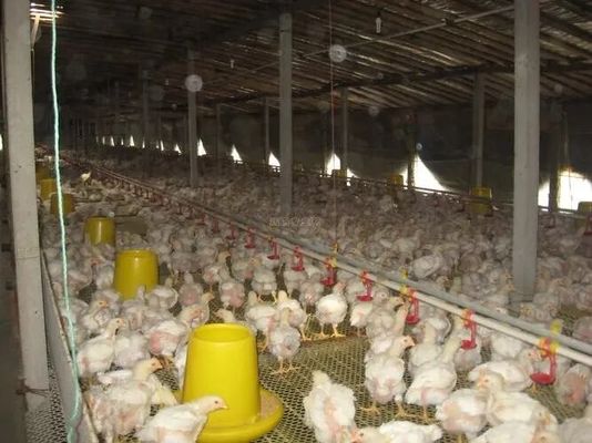 Professionele ontwerpequipement van de kippenboerderij Huis geprefabriceerde staalgebouwen