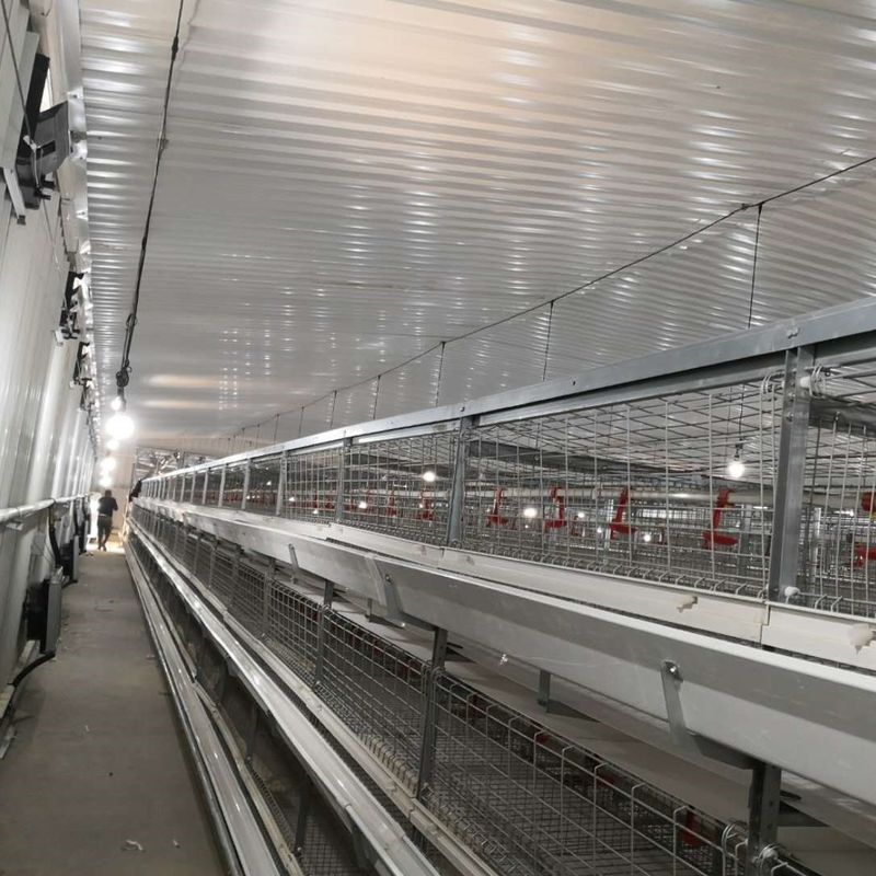Grote broiler kippenkooien 230M*56M voor land van oorsprong