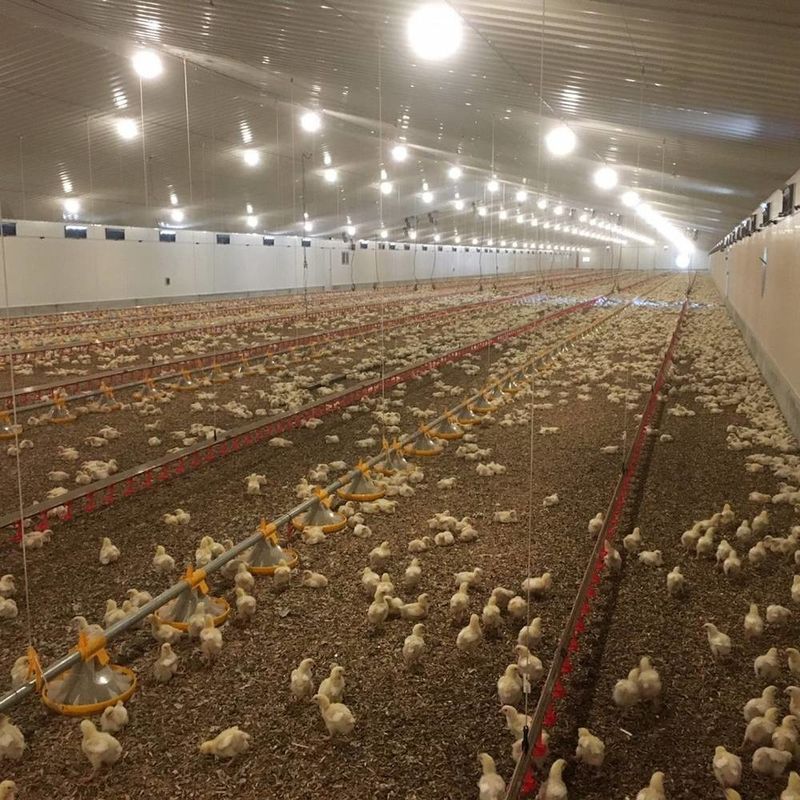 Langdurig vlees- kipvloersysteem met corrosiebestendigheid / kunststofmateriaal