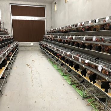 Een type gegalvaniseerde stalen kippenkooi met automatisch drink- / mestverwijderingssysteem