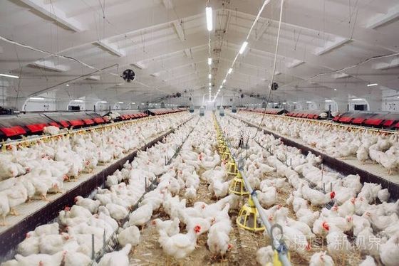 Professionele ontwerpequipement van de kippenboerderij Huis geprefabriceerde staalgebouwen
