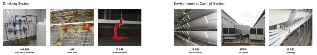ISO Broiler Chicken Cage System Custom Poultry Broiler Cage Voor pluimveehouderij 3