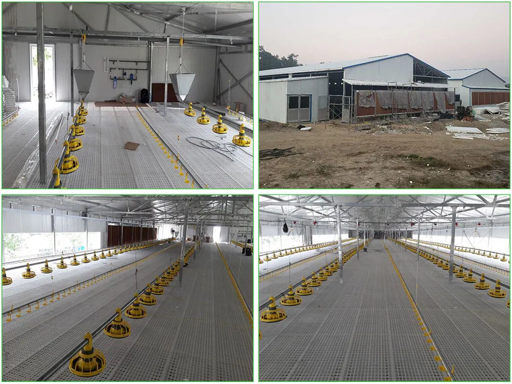SGS Veehouderij Huis Geprefabriceerd Geautomatiseerd Stalen Frame Kippenkooi 0