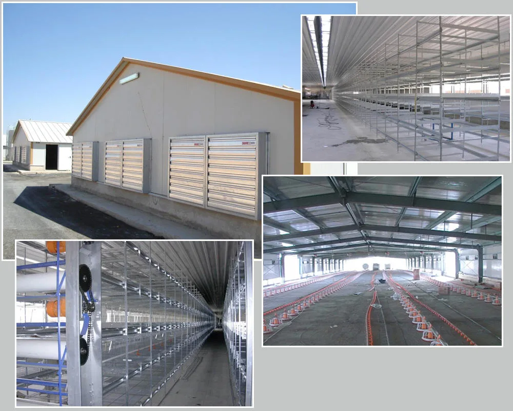 SGS Veehouderij Huis Geprefabriceerd Geautomatiseerd Stalen Frame Kippenkooi 2