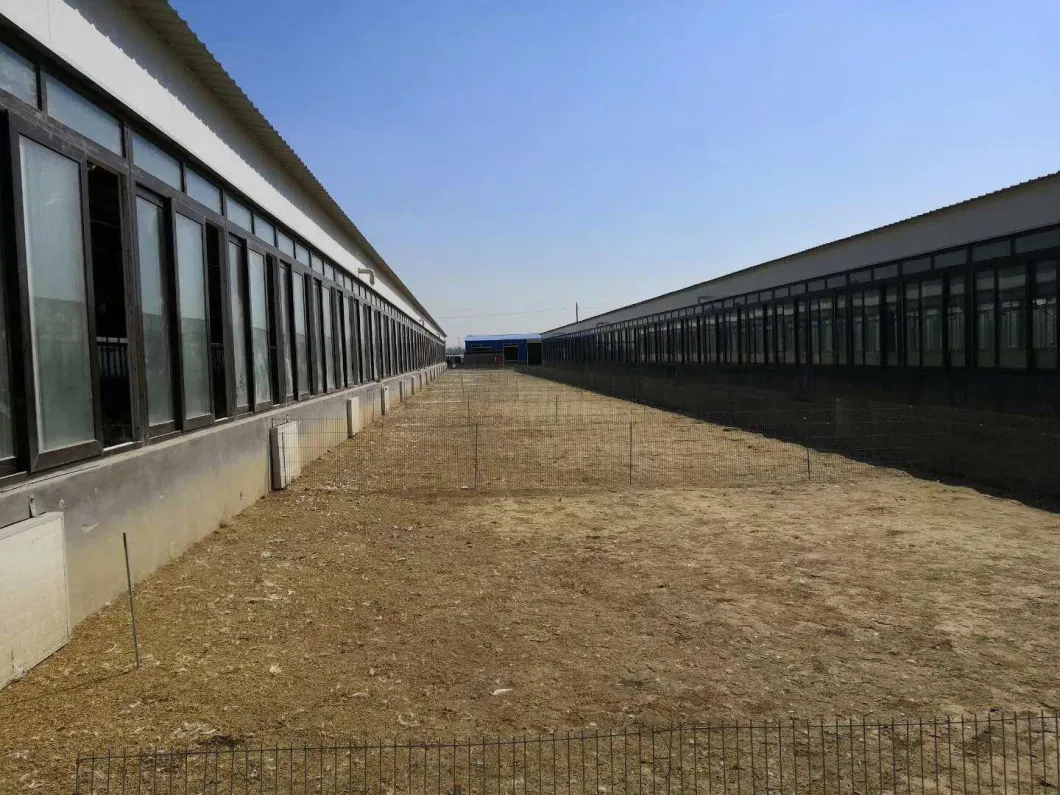 CE Veehouderij Huis Staalstructuur Kippenhuis En Apparatuur Voor Kippen 4