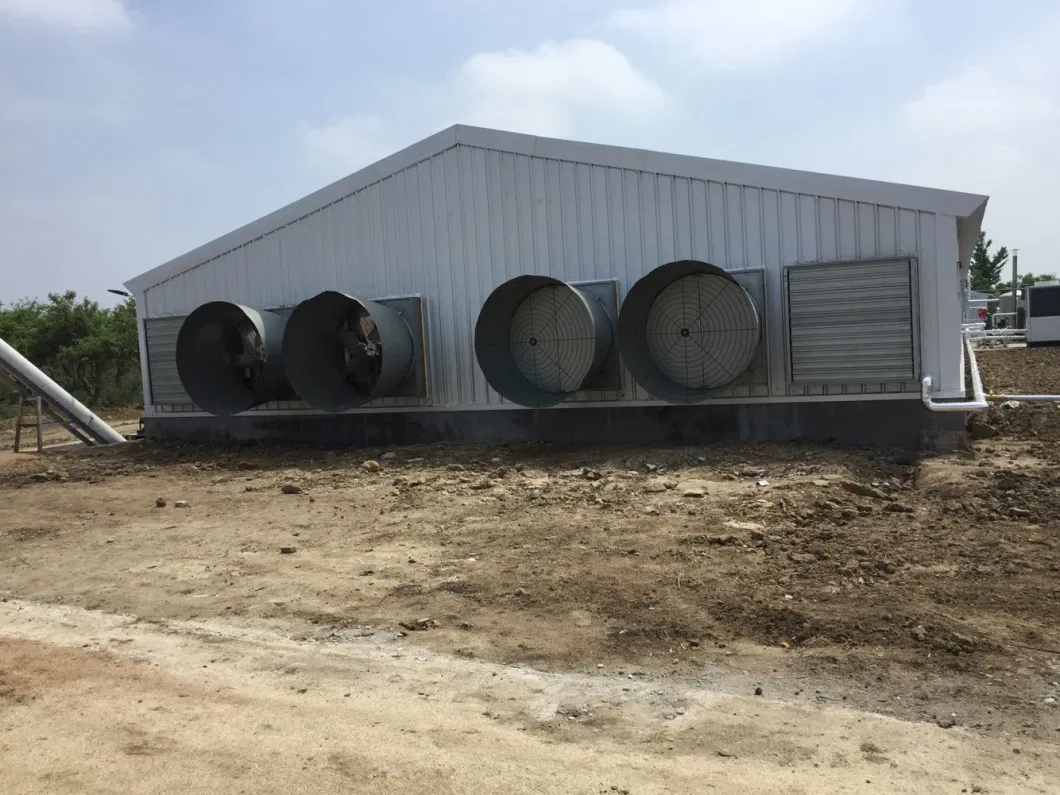 CE Veehouderij Huis Staalstructuur Kippenhuis En Apparatuur Voor Kippen 6