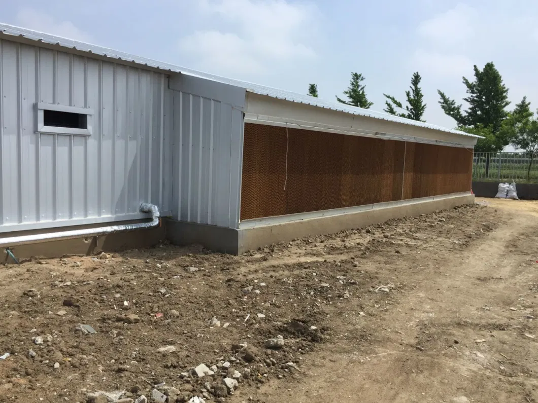 CE Veehouderij Huis Staalstructuur Kippenhuis En Apparatuur Voor Kippen 10